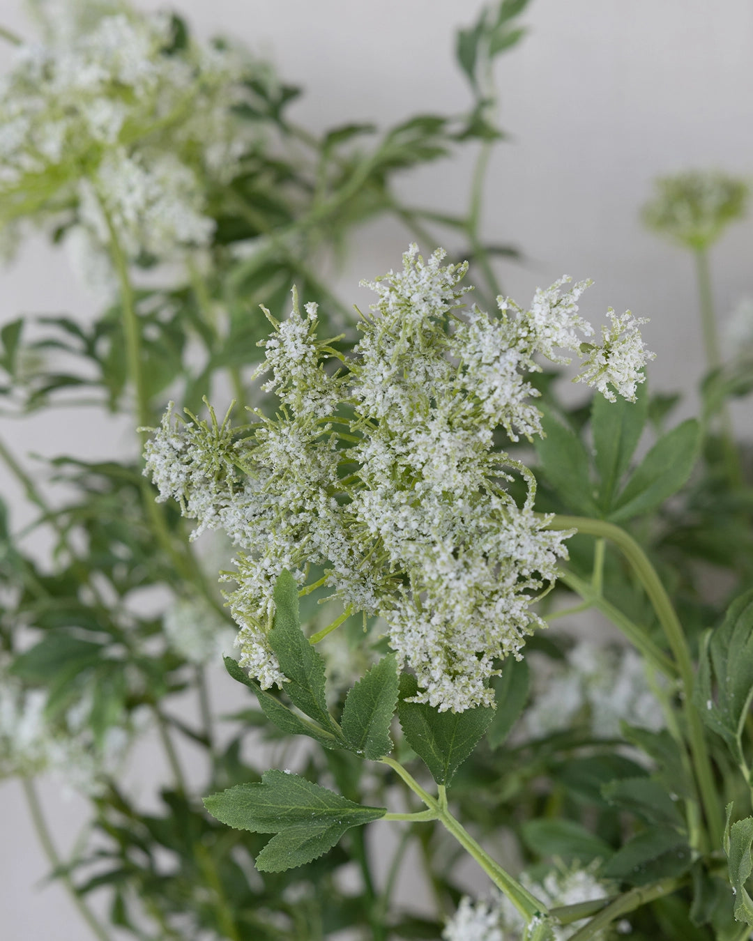 Flor Reina Ana Grande