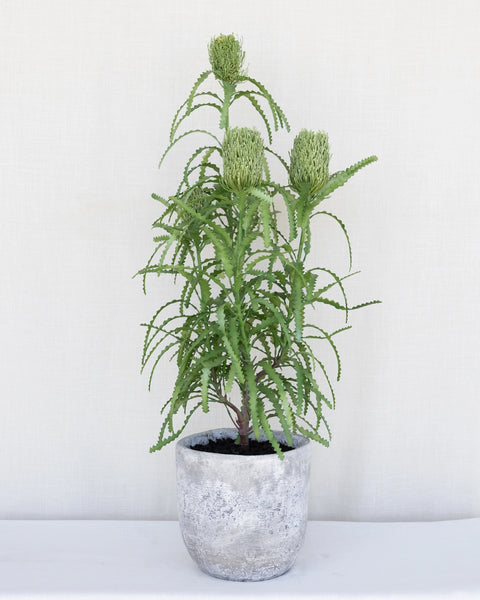 Planta Banksia