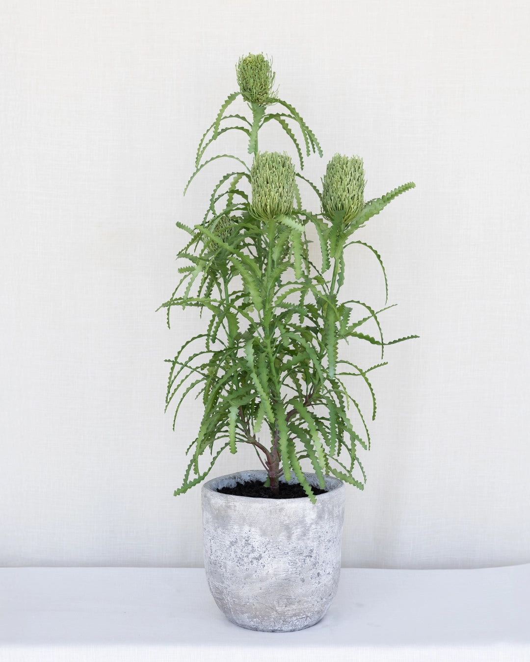 Planta Banksia