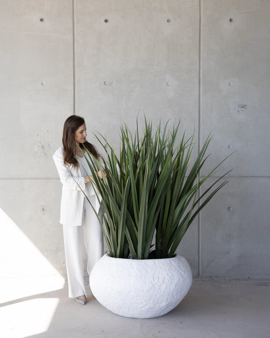 Dracaena Draco