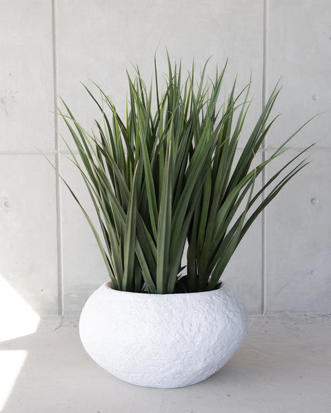 Dracaena Draco