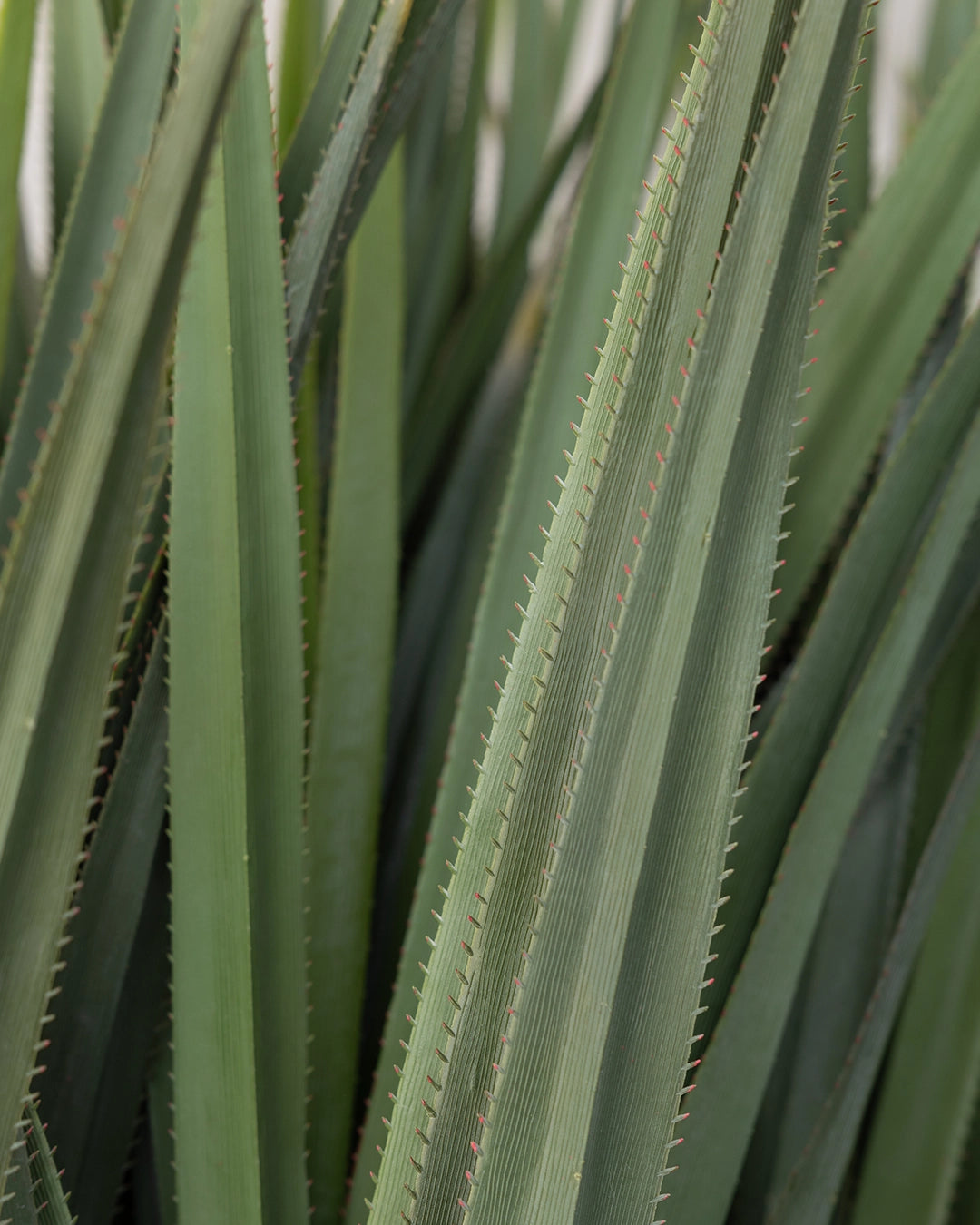 Dracaena Draco