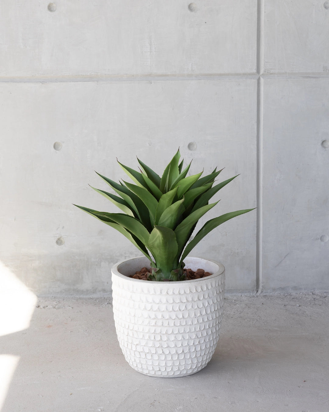Agave