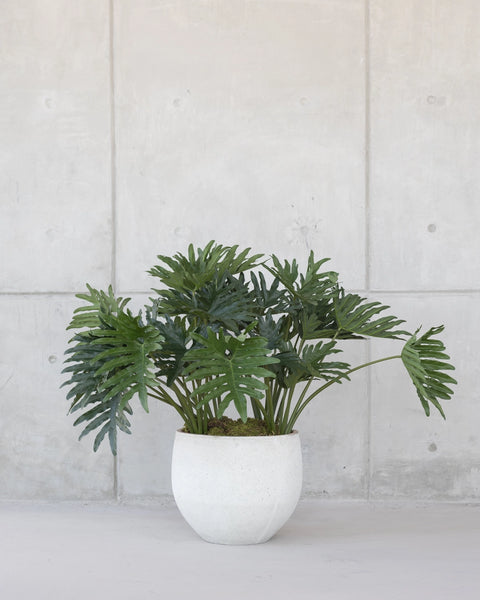 Planta Philo