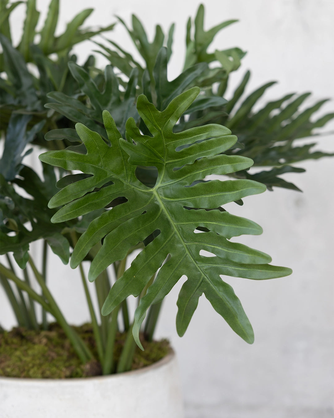 Planta Philo