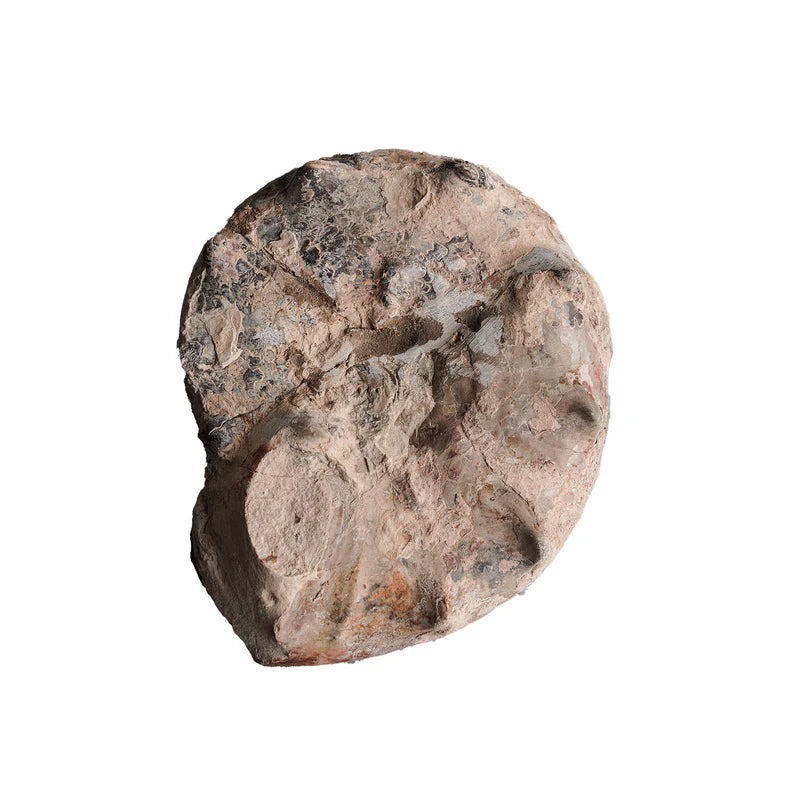 Par de Ammonite Pulido Partido