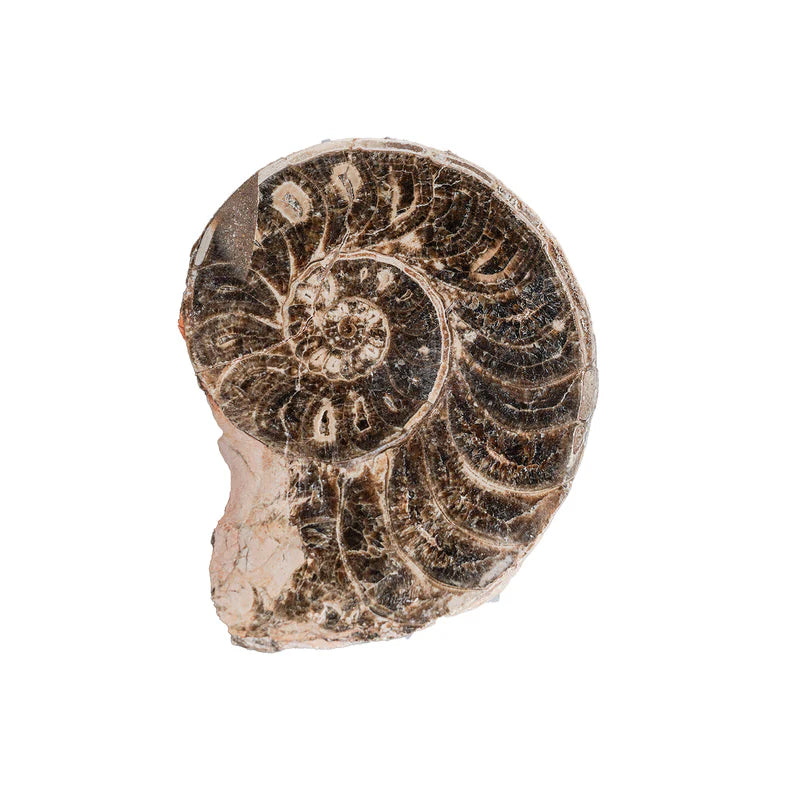Par de Ammonite Pulido Partido 2