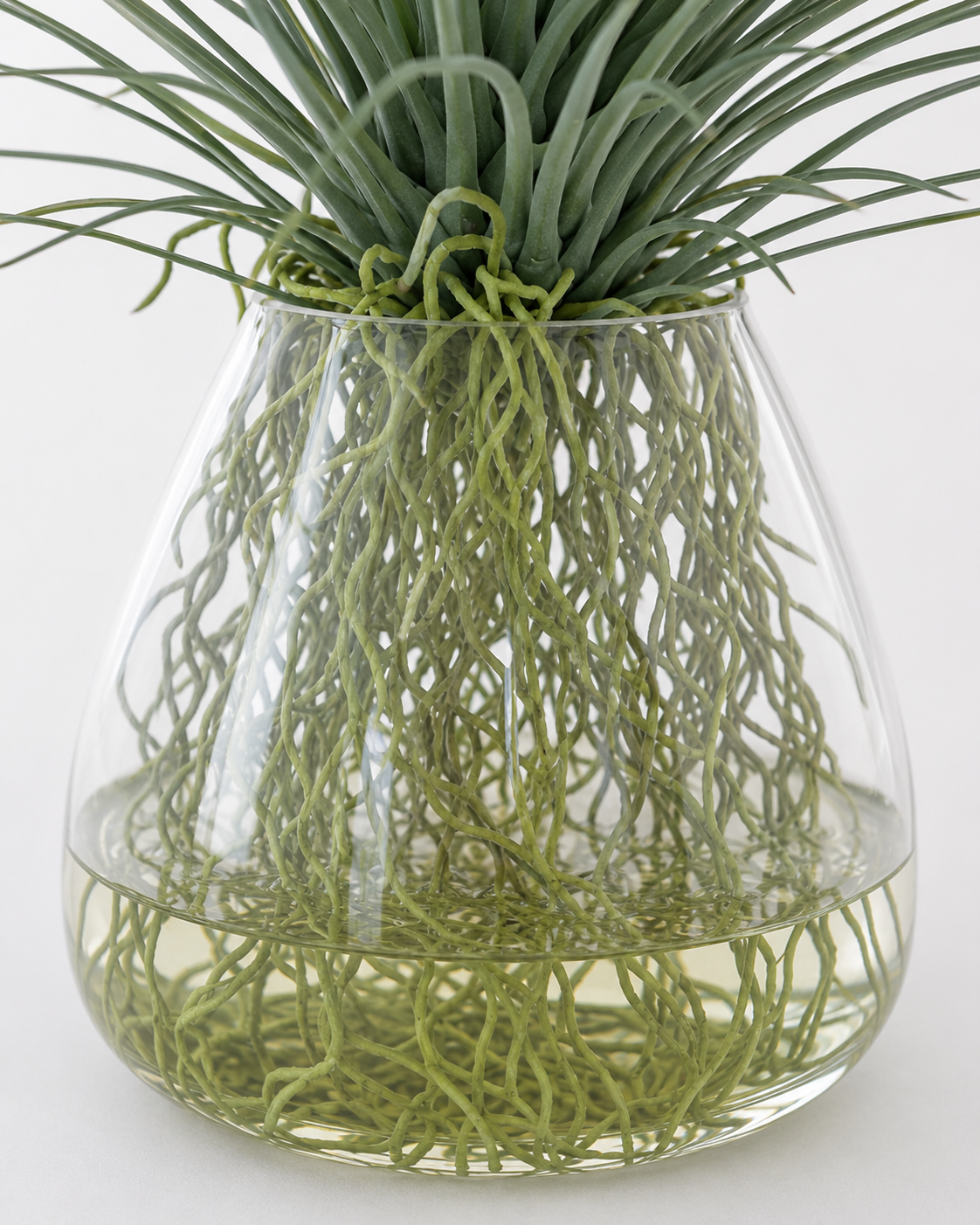 Planta Yucca