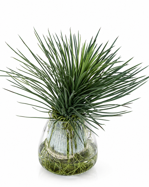 Planta Yucca