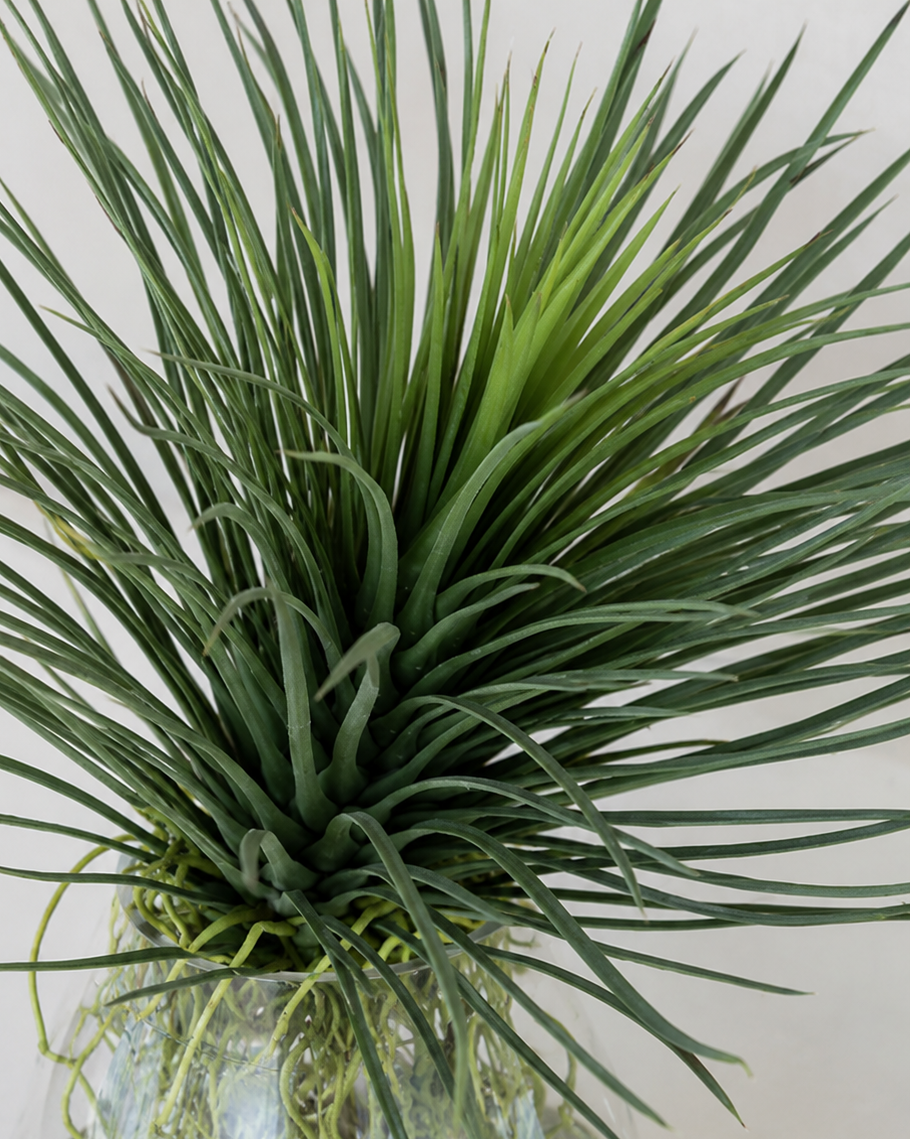 Planta Yucca