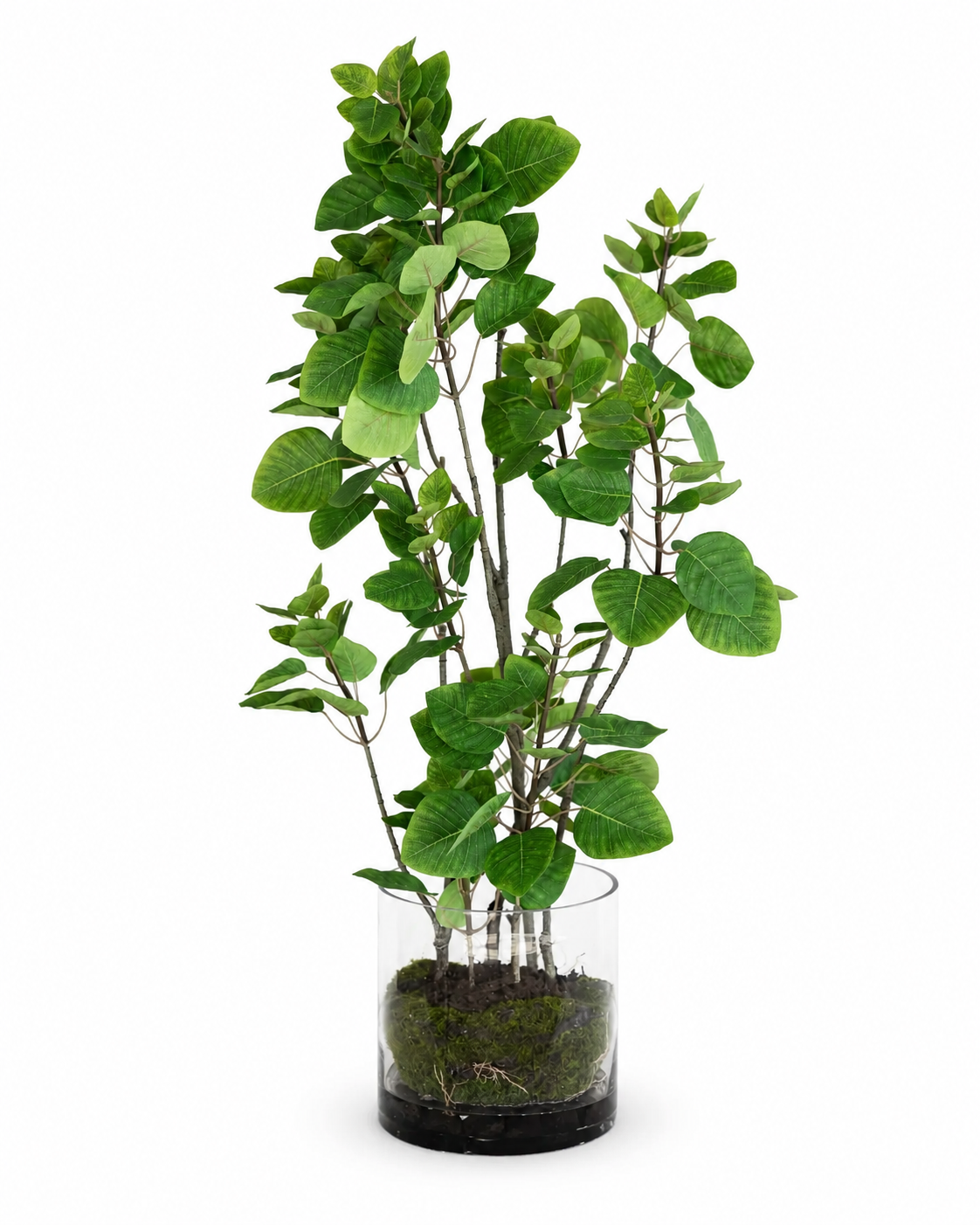 Planta de Humo