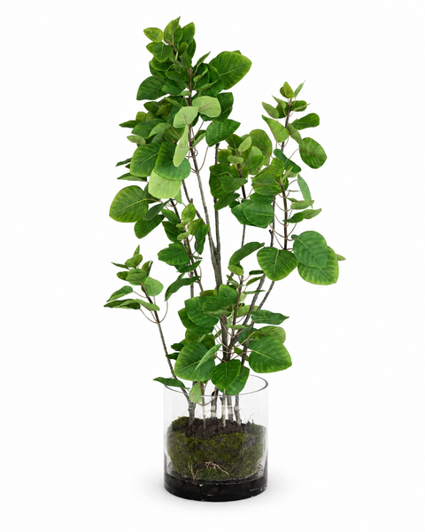 Planta de Humo