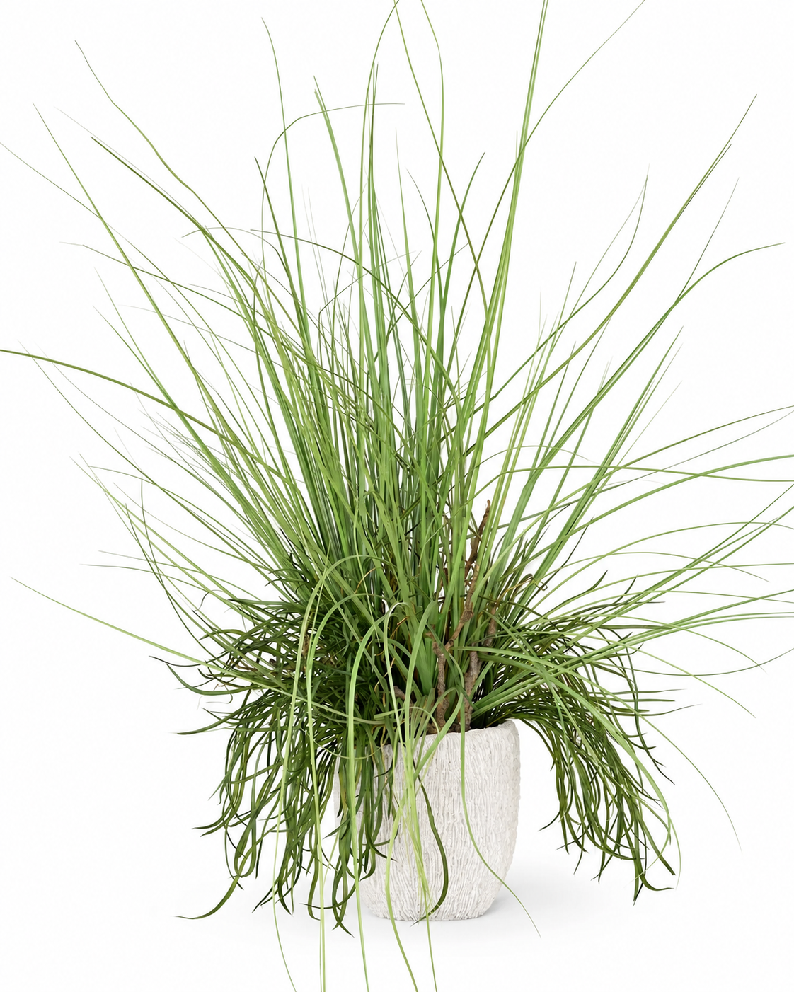 Plantas