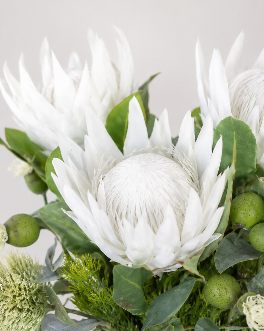 Protea
