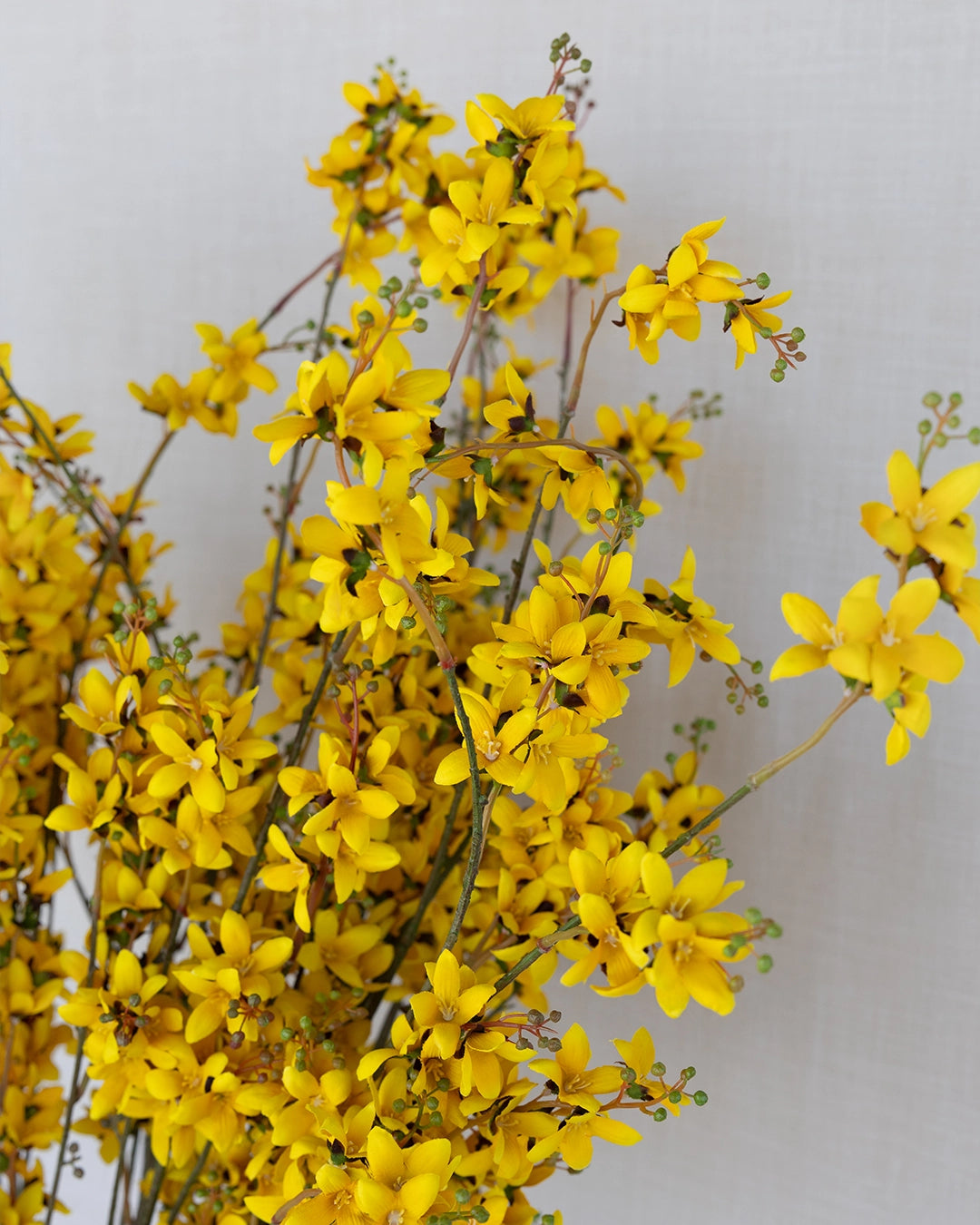 Rama Individual de Forsythia