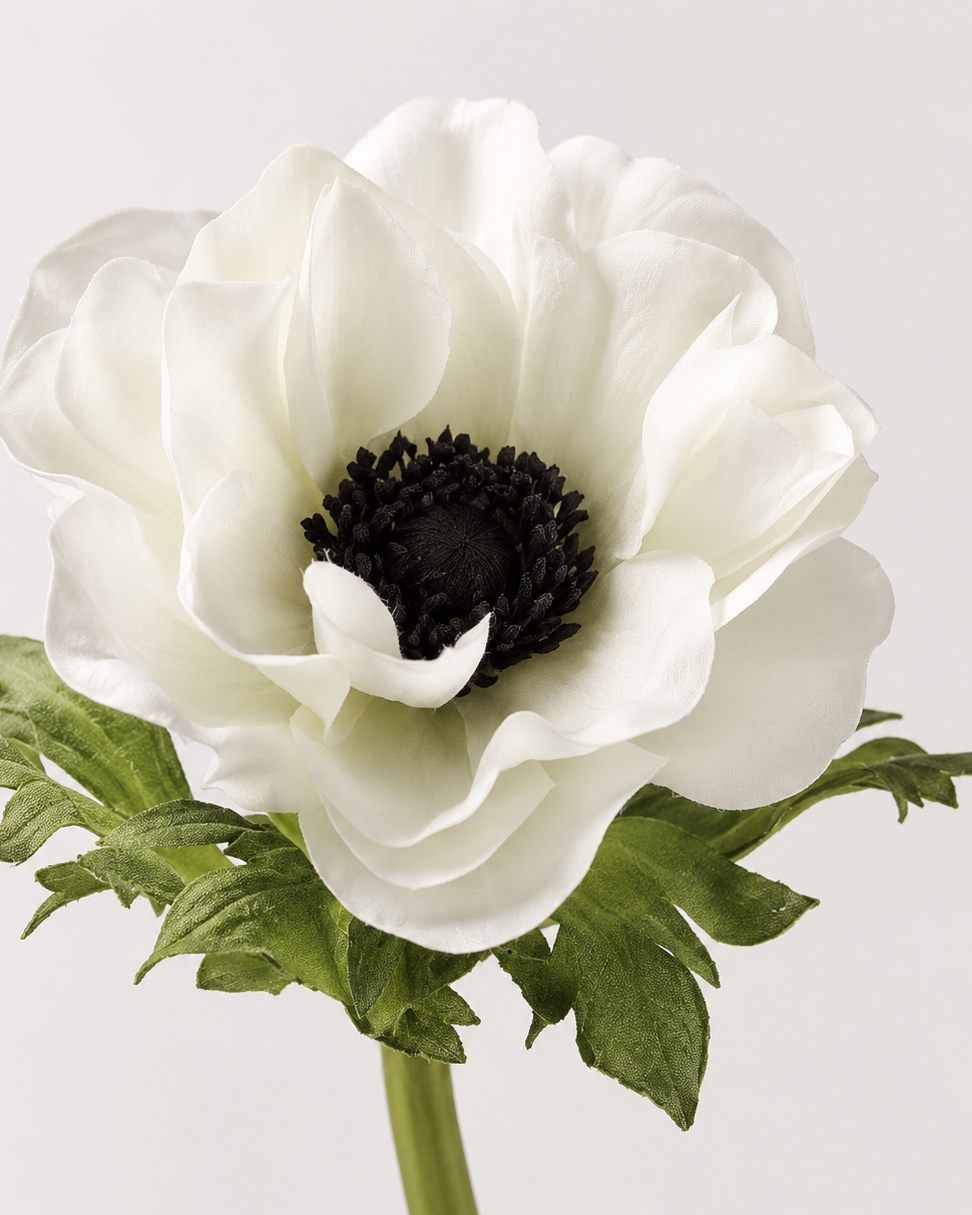 Rama Anémona Blanca 