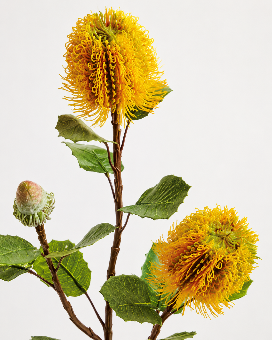 Rama Banksia Amarilla