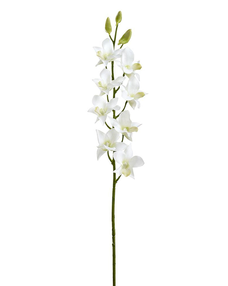Rama Dendrobium Blanca