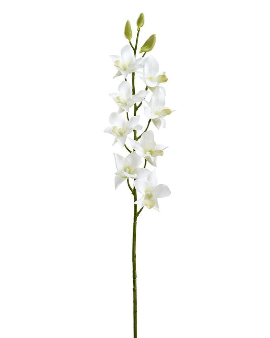 Rama Dendrobium Blanca