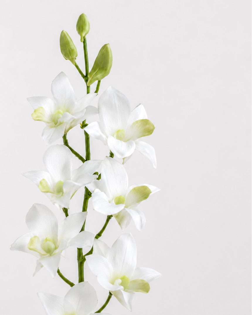 Rama Dendrobium Blanca