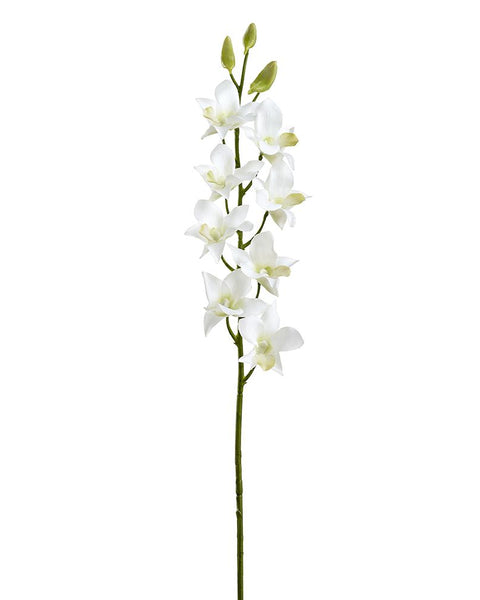 Rama Dendrobium Blanca
