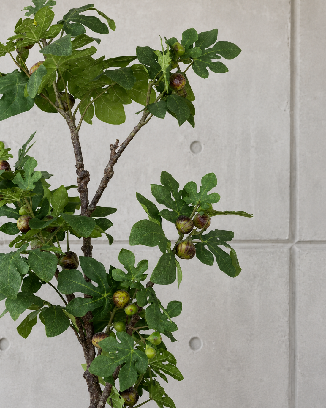 Árbol Pequeño de Higo