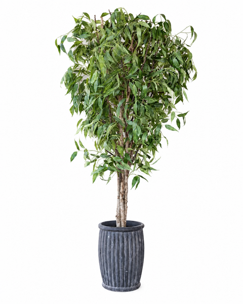 Árbol de Eucalipto Gigante